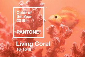 Pantone: Живой коралл - цвет 2019 года